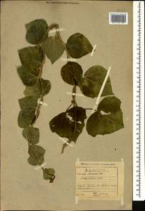 Hedera colchica (K. Koch) K. Koch, Caucasus, Abkhazia (K4a) (Abkhazia)