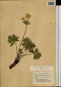 Anemonastrum narcissiflorum subsp. crinitum (Juz.) Raus, Siberia, Altai & Sayany Mountains (S2) (Russia)