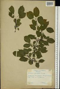 Rhamnus parvifolia Bunge, Eastern Europe, Moscow region (E4a) (Russia)