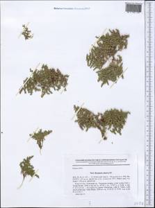 Herniaria hirsuta, Middle Asia, Northern & Central Tian Shan (M4) (Kyrgyzstan)