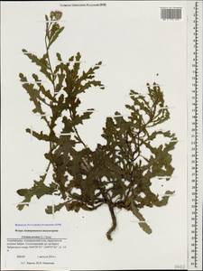 Cirsium arvense, Caucasus, Azerbaijan (K6) (Azerbaijan)