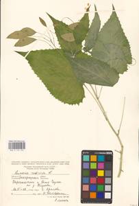 Lunaria rediviva L., Eastern Europe, West Ukrainian region (E13) (Ukraine)