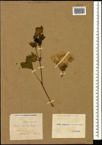 Gossypium herbaceum, Caucasus, Armenia (K5) (Armenia)