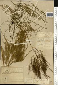 Asparagus officinalis L., Eastern Europe, Central forest-and-steppe region (E6) (Russia)