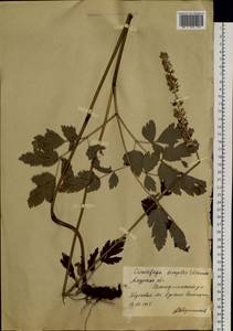 Actaea simplex (DC.) Wormsk. ex Fisch. & C. A. Mey., Siberia, Russian Far East (S6) (Russia)