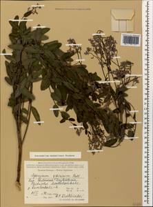 Poacynum sarmatiense (Woodson) Mavrodiev, Laktionov & Yu. E. Alexeev, Caucasus, Dagestan (K2) (Russia)