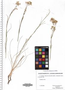 Eremogone longifolia (M. Bieb.) Fenzl, Eastern Europe, Middle Volga region (E8) (Russia)