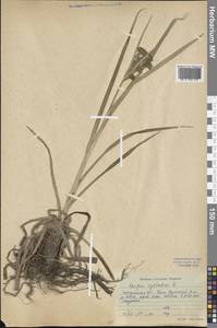 Scirpus sylvaticus L., Siberia, Baikal & Transbaikal region (S4) (Russia)
