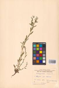 MHA 0 153 522, Buglossoides arvensis, Eastern Europe, Estonia (E2c) (Estonia)