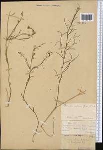Linaria brachyceras (Bunge) Kuprian., Middle Asia, Muyunkumy, Balkhash & Betpak-Dala (M9) (Kazakhstan)