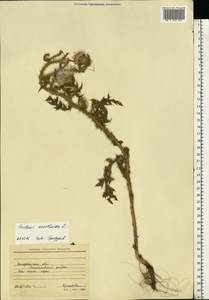 Carduus acanthoides L., Eastern Europe, South Ukrainian region (E12) (Ukraine)
