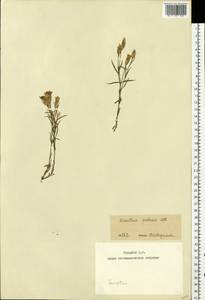 Dianthus pratensis M. Bieb., Eastern Europe, Lower Volga region (E9) (Russia)