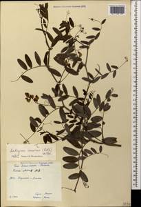 Lathyrus incurvus (Roth) Willd., Caucasus, Stavropol Krai, Karachay-Cherkessia & Kabardino-Balkaria (K1b) (Russia)
