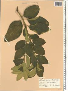 Citrus ×aurantium L., Africa (AFR) (Mali)