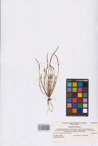 Myosurus minimus L., Eastern Europe, Lower Volga region (E9) (Russia)