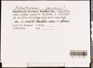 Niphotrichum panschii (Müll. Hal.) Bedn.-Ochyra & Ochyra, Bryophytes, Bryophytes - Russian Far East (excl. Chukotka & Kamchatka) (B20) (Russia)