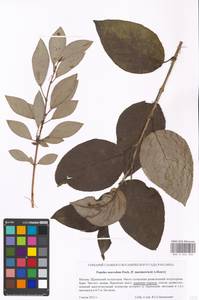 Populus suaveolens Fisch., Eastern Europe, Moscow region (E4a) (Russia)