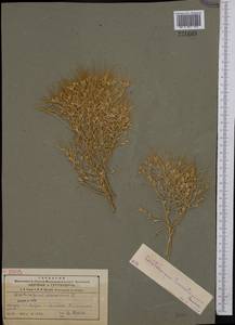 Ceratocarpus arenarius L., Middle Asia, Muyunkumy, Balkhash & Betpak-Dala (M9) (Kazakhstan)