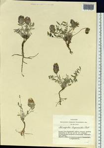 Astragalus laguroides Pall., Siberia, Altai & Sayany Mountains (S2) (Russia)