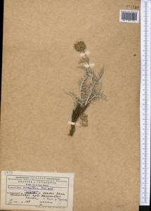 Cousinia caespitosa C. Winkl., Middle Asia, Western Tian Shan & Karatau (M3) (Kyrgyzstan)