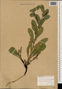 Cerinthe minor L., Caucasus, Armenia (K5) (Armenia)