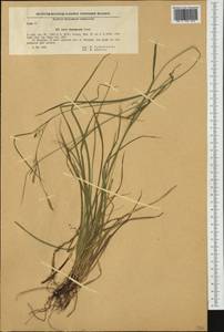 Carex depauperata Curtis ex Stokes, Western Europe (EUR) (Bulgaria)