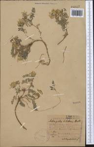 Astragalus tibetanus Benth. ex Bunge, Middle Asia, Western Tian Shan & Karatau (M3) (Kazakhstan)