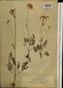 Thalictrum petaloideum L., Siberia, Altai & Sayany Mountains (S2) (Russia)