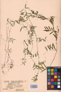 Vicia sativa subsp. nigra (L.)Ehrh., Eastern Europe, Central region (E4) (Russia)