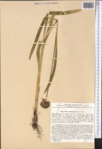 Allium platyspathum subsp. amblyophyllum (Kar. & Kir.) N.Friesen, Middle Asia, Northern & Central Tian Shan (M4) (Kazakhstan)