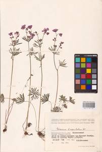 Geranium linearilobum DC., Eastern Europe, Lower Volga region (E9) (Russia)