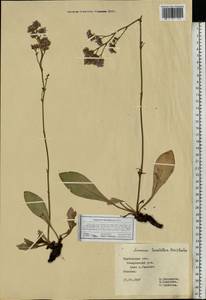 Limonium tomentellum (Boiss.) Kuntze, Eastern Europe, Central forest-and-steppe region (E6) (Russia)