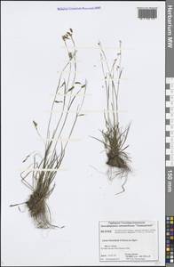 Carex capillaris subsp. fuscidula (V.I.Krecz. ex T.V.Egorova) Á.Löve & D.Löve, Siberia, Central Siberia (S3) (Russia)