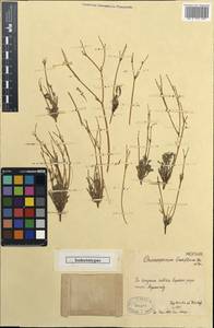 Hypecoum lactiflorum (Kar. & Kir.) Pazij, Middle Asia, Muyunkumy, Balkhash & Betpak-Dala (M9) (Kazakhstan)