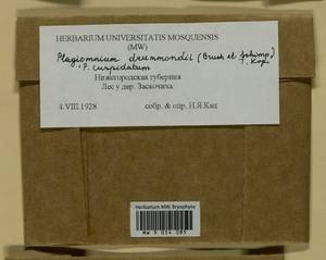 Plagiomnium drummondii (Bruch & Schimp.) T.J. Kop., Bryophytes, Bryophytes - Middle Russia (B6) (Russia)