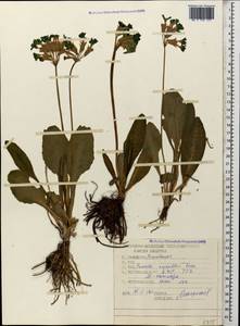 Primula ruprechtii Kusnezowa ex Lipsky, Caucasus, Stavropol Krai, Karachay-Cherkessia & Kabardino-Balkaria (K1b) (Russia)