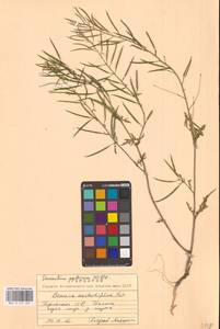 Erucastrum gallicum (Willd.) O.E.Schulz, Eastern Europe, Estonia (E2c) (Estonia)