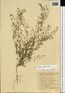Capsella orientalis Klokov, Eastern Europe, Eastern region (E10) (Russia)