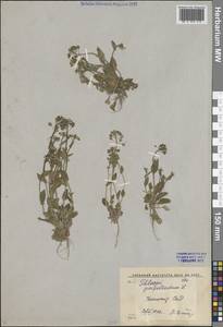 Microthlaspi perfoliatum (L.) F.K.Mey., Middle Asia, Syr-Darian deserts & Kyzylkum (M7) (Uzbekistan)