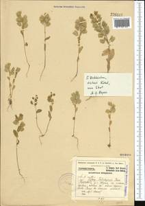 Thlaspi kotschyanum Boiss. & Hohen., Middle Asia, Pamir & Pamiro-Alai (M2) (Uzbekistan)