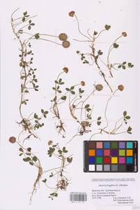 Trifolium fragiferum L., Eastern Europe, Western region (E3) (Russia)