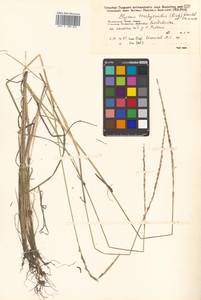 Elymus violaceus (Hornem.) J.Feilberg, Siberia, Russian Far East (S6) (Russia)