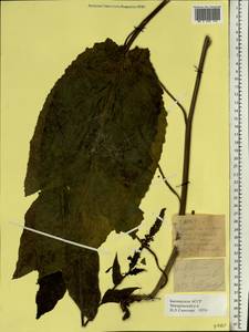 Verbascum nigrum L., Eastern Europe, Eastern region (E10) (Russia)