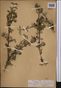 Cotoneaster nummularius Fisch. & C. A. Mey., Middle Asia, Northern & Central Tian Shan (M4) (Kazakhstan)