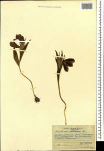 Fritillaria latifolia Willd., Caucasus, Stavropol Krai, Karachay-Cherkessia & Kabardino-Balkaria (K1b) (Russia)