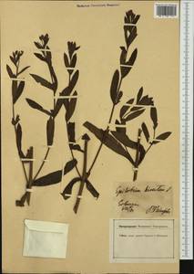Epilobium hirsutum L., Western Europe (EUR) (Germany)