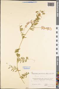 Vicia cracca L., Eastern Europe, North Ukrainian region (E11) (Ukraine)