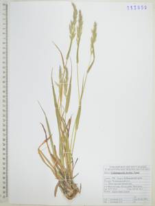 Calamagrostis purpurascens subsp. purpurascens, Siberia, Russian Far East (S6) (Russia)