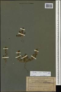 Panderia pilosa Fisch. & C. A. Mey., Caucasus, Azerbaijan (K6) (Azerbaijan)