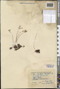 Saxifraga bronchialis L., Siberia, Baikal & Transbaikal region (S4) (Russia)